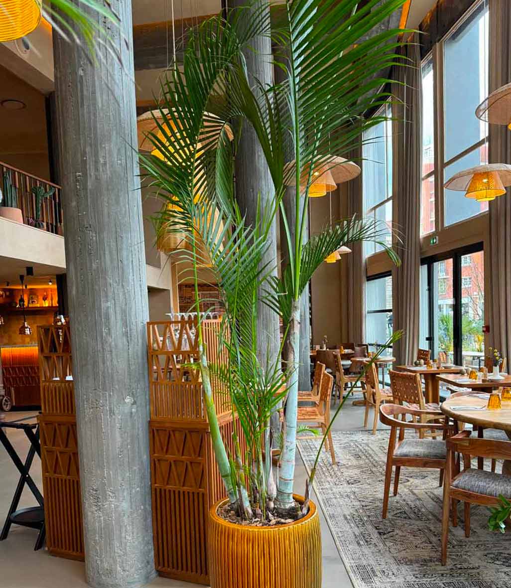 _Plantes-dinterieures-hotel-5